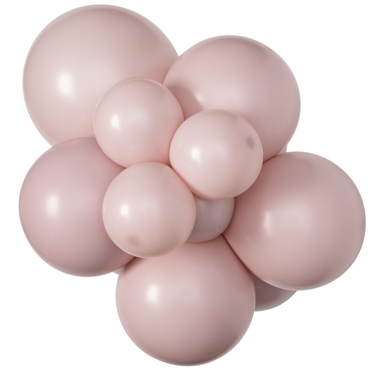 Dusk Rose Sempertex - Small Cluster